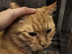 -肥仔文澳门猪骨煲(南京西路店)