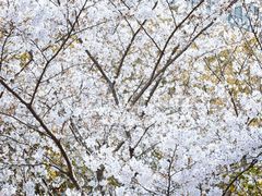 -杨高南路(地铁站)