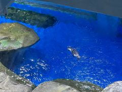 -上海海昌海洋公园