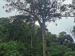 -海南热带雨林国家公园吊罗山景区