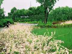 -春花秋色城市公园