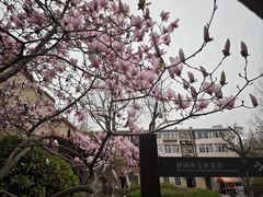 -静园(和平区)