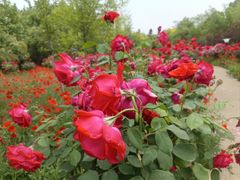 -郑州中国绿化博览园