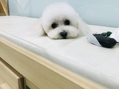 -宠福鑫康馨动物医院·骨科·眼科