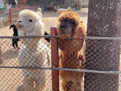 -大连森林动物园