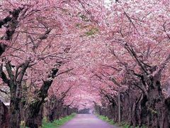 -武汉大学-樱园