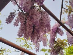 -嘉定紫藤园