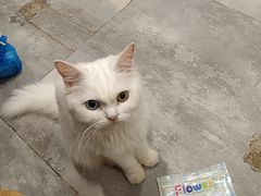 -楼上猫咖(罗湖店)