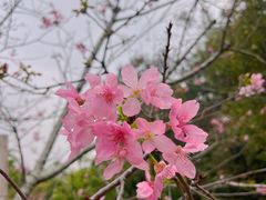 -中国科学院华南植物园