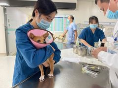 -谐和贝康宠物医院24小时·宠保定点(急重症转诊中心)