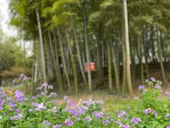-南京古林公园