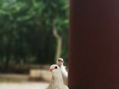-西安大兴善寺