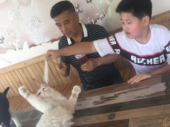 -猫的茶·猫咖