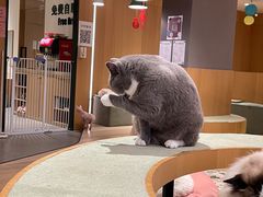 -CAT’S MEWSTAR CAFE·喵星球猫屋(晴湾咖啡店)
