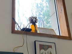 -COTTON CAFE(德信·中外公寓店)