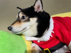 -逗柴咖啡屋·狗咖猫咖宠物桌游