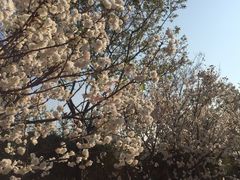 -天适樱花悠乐园