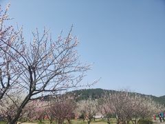 -香雪海