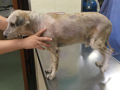 -康乐宝动物医院