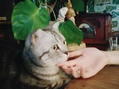 -吉丁鸟咖·异宠·寄养