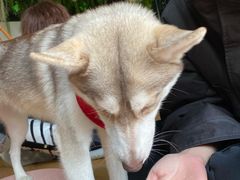 -Husky Go! 哈士奇体验馆·宠物咖啡厅狗咖