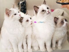 -鼓捣猫呢主题猫咖店