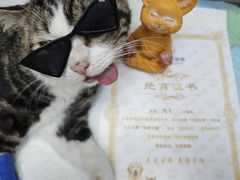 -博特宠物医院24h犬猫全科.骨科·异宠