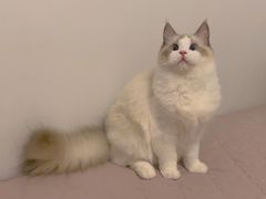 -糯米喵星人总部直营旗舰店·猫舍·幼猫出售
