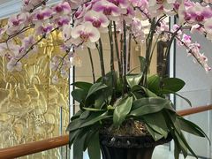 -龙悦湾酒家·八阵鱼生·渔人码头店