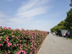 -上海滨江森林公园
