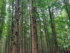 -日照海滨国家森林公园