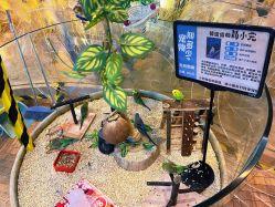 -卡通尼·Safari非洲探索乐园·生日会(金桥国际商业广场店)