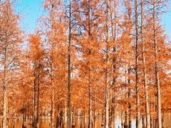 -白鹭湾湿地公园