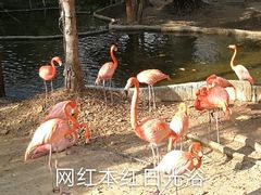 -清迈夜间动物园