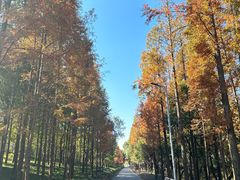 -上海长兴岛郊野公园