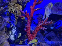 -贝林大翅鲸简餐厅(国家海洋博物馆店)