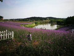 -大塘金香草谷