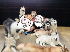 -TrueLove @ Neverland (Husky Cafe)