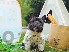 -超宠爱宠物摄影-Super pet