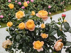 -人民公园(罗湖区)