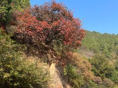 -北京西山国家森林公园