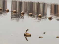 -飞来湖湿地公园