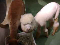 -藦茜花园宠物主题亲子互动体验馆(国顺东路店)
