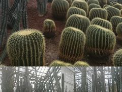 -南山植物园
