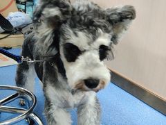 -天使宠物医院·犬猫分诊(彩虹店)