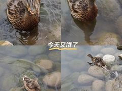 -成都大熊猫繁育研究基地