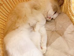 -momokira米努特·德文卷毛猫·棉花面纱犬
