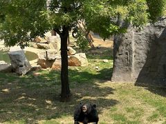 -石家庄市动物园