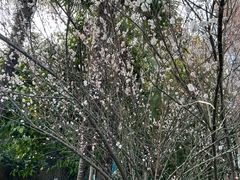 -西湖风景区十里琅珰-五云山