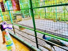 -瑞丽独树成林风景区